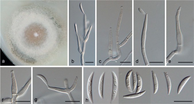 Fig. 17