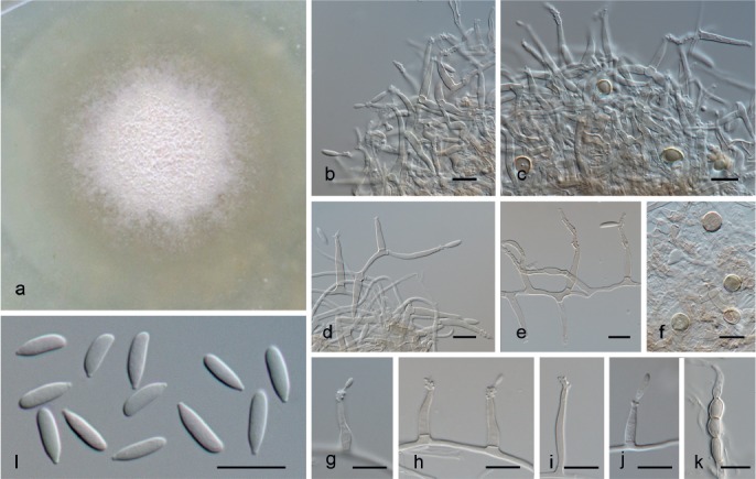 Fig. 19