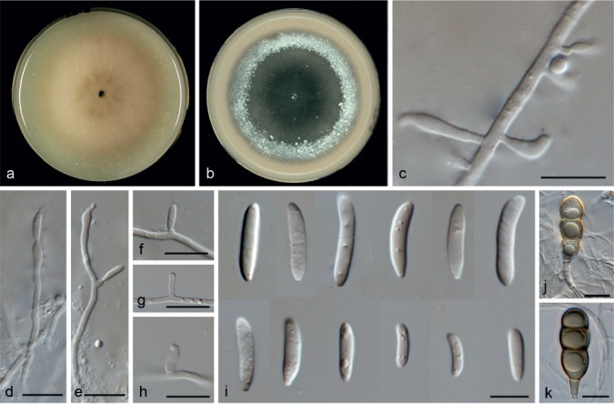 Fig. 15