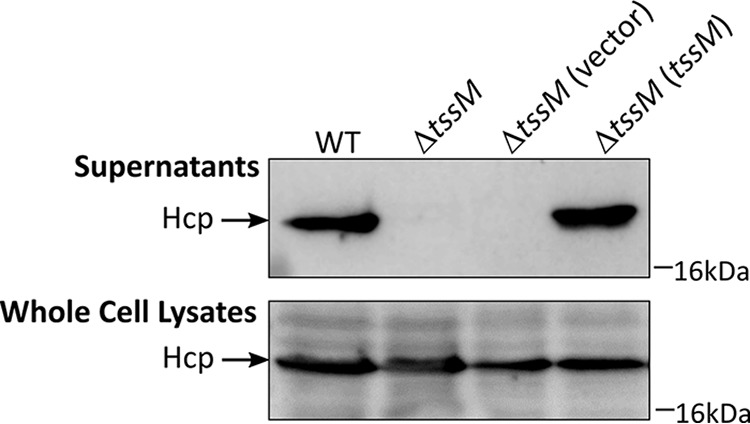 FIG 2