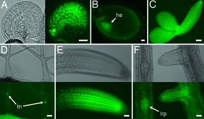 Fig. 3.