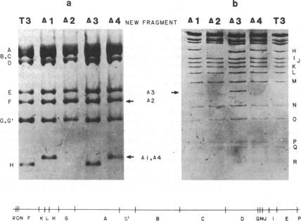 graphic file with name pnas00606-0186-a.jpg