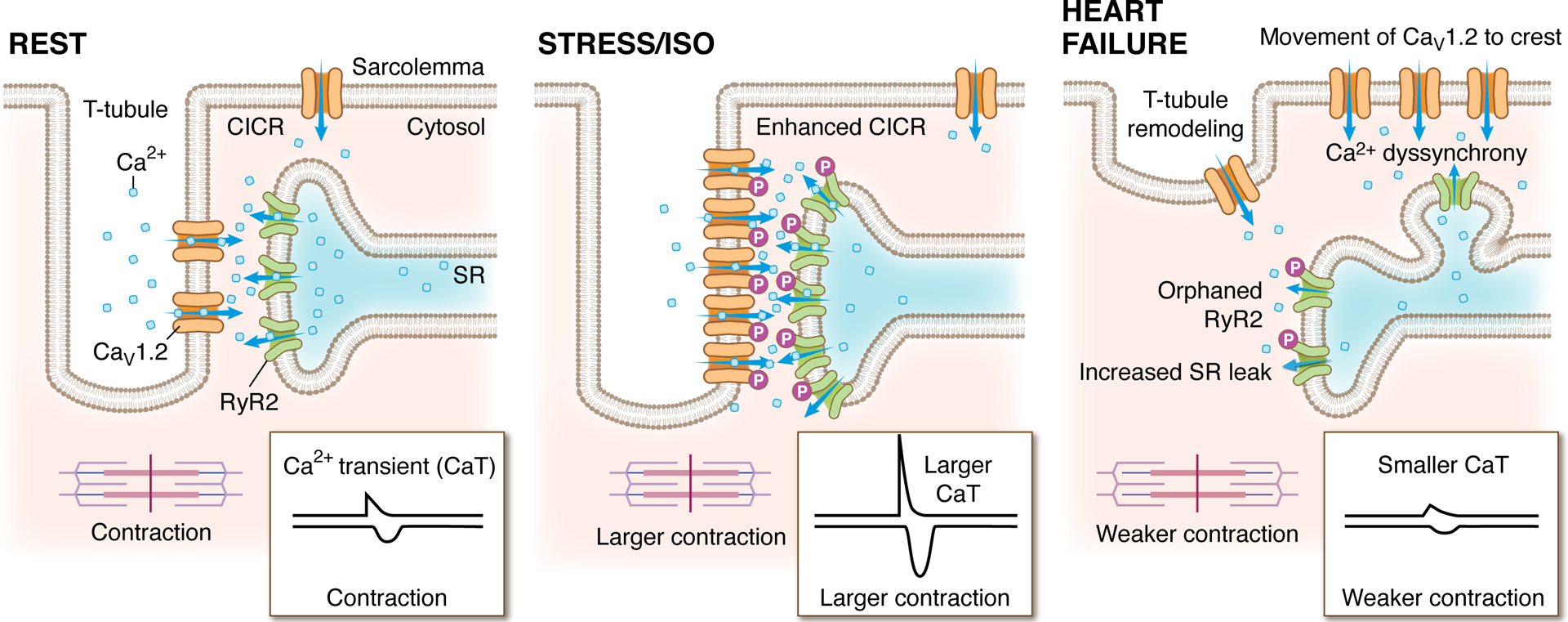 Figure 4: