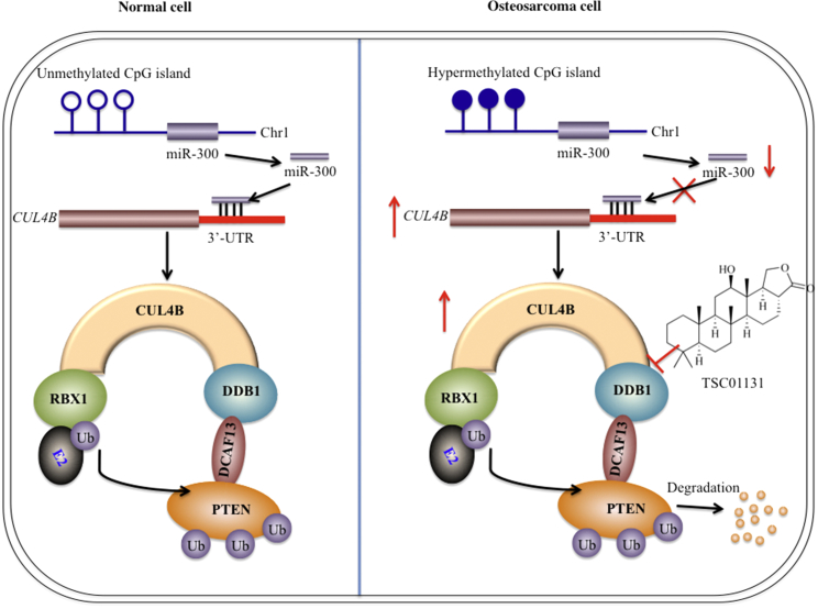 Figure 7