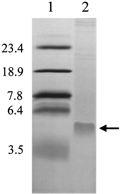 FIG. 6