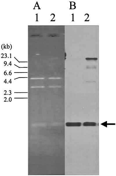 FIG. 5