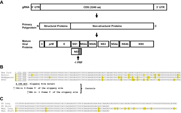 FIGURE 1.