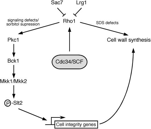 Figure 6.—