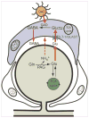 Fig. 6