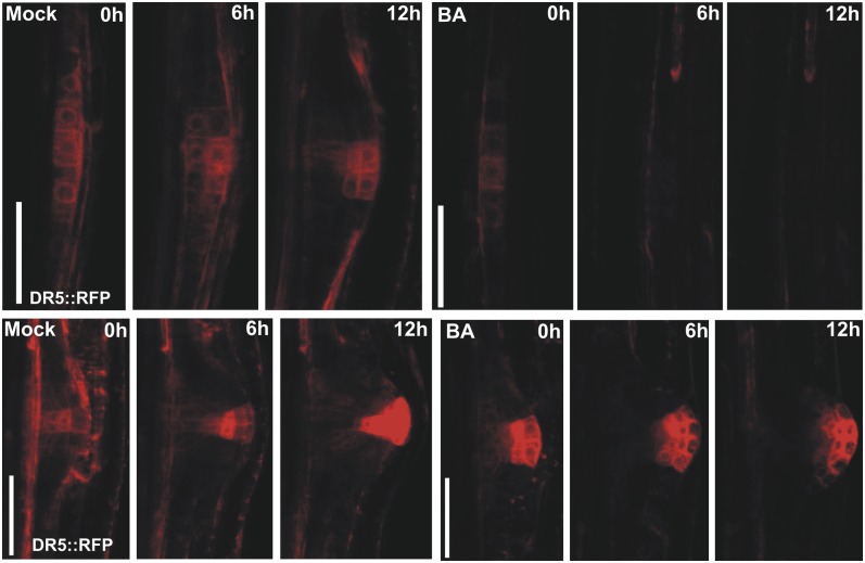 Figure 5.