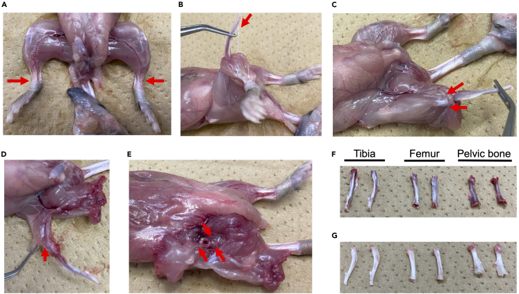 Figure 1