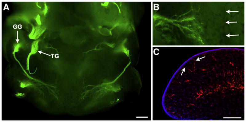 Fig. 6