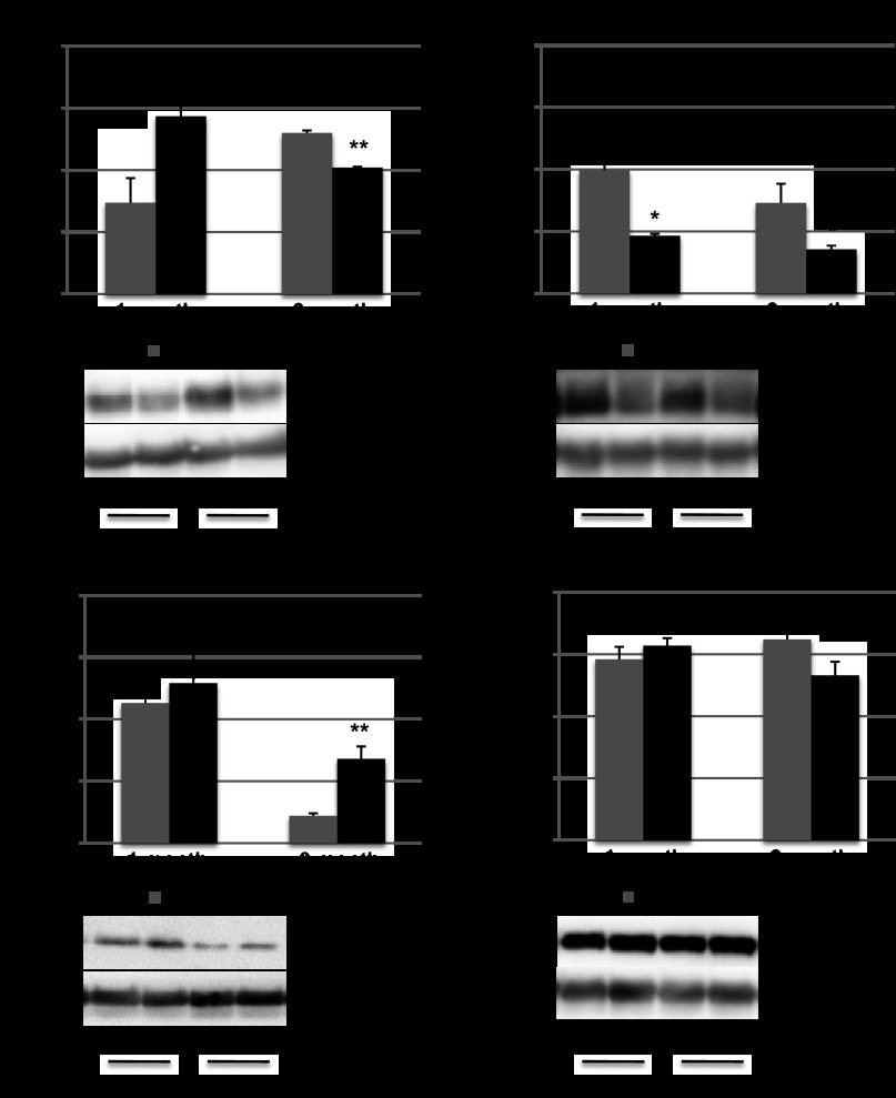 Fig. 9.