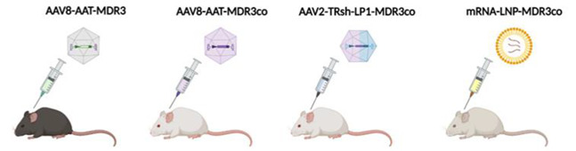 graphic file with name biomedicines-10-01238-i001.jpg