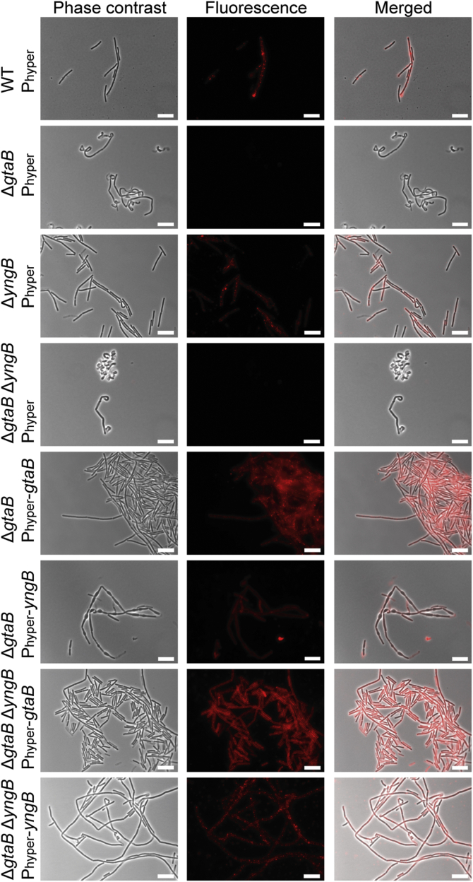 Figure 3