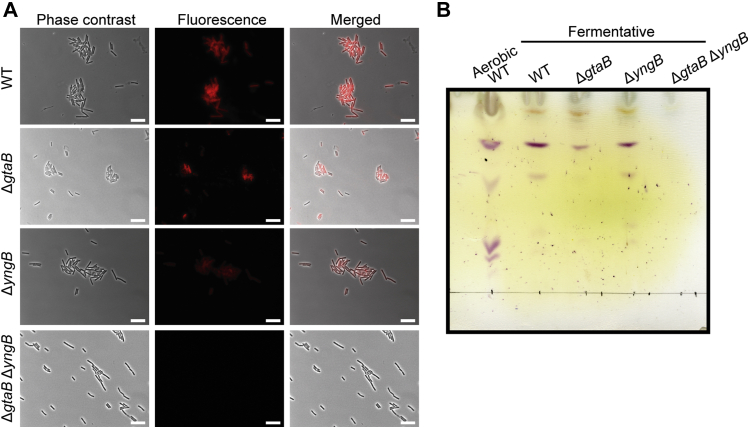 Figure 7