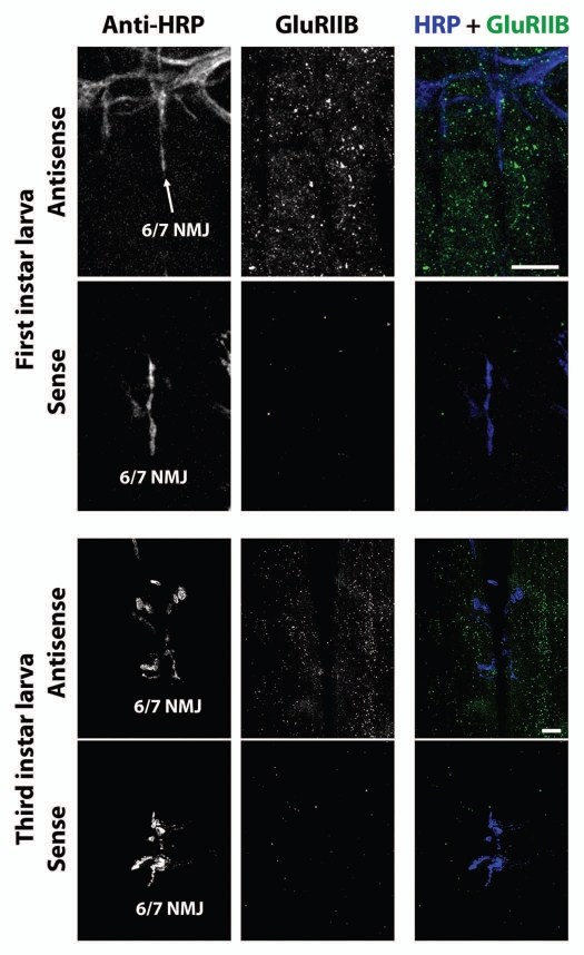 Figure 6