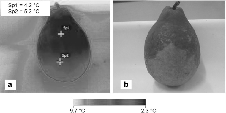 Fig. 5