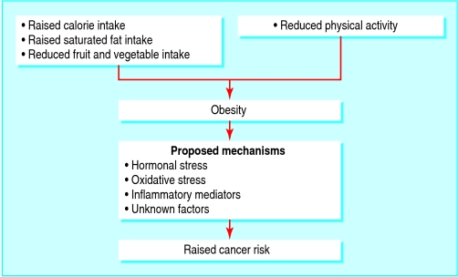 graphic file with name obese09.f4.jpg