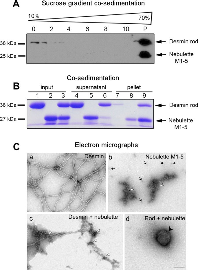 FIGURE 3: