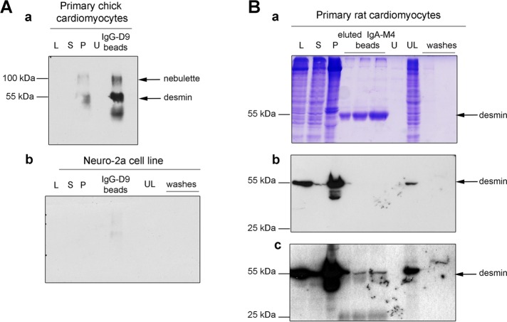 FIGURE 1: