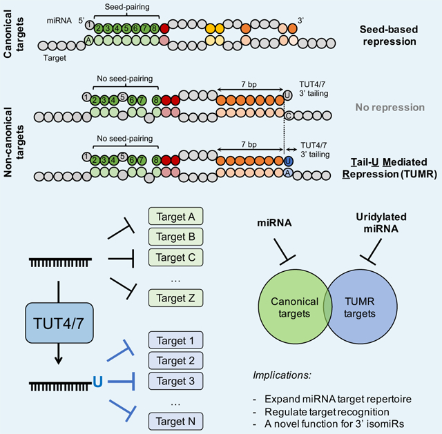 graphic file with name nihms-1529765-f0001.jpg