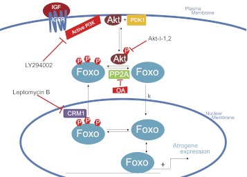 Fig. 11.