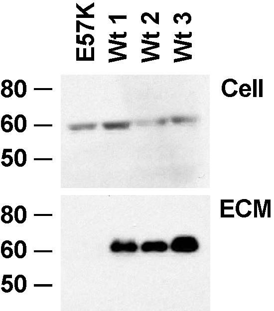 Figure  4