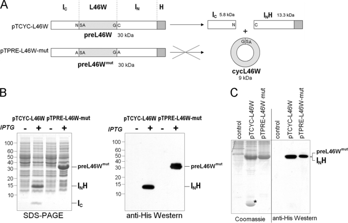 FIGURE 1.