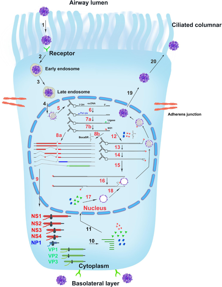 FIGURE 6