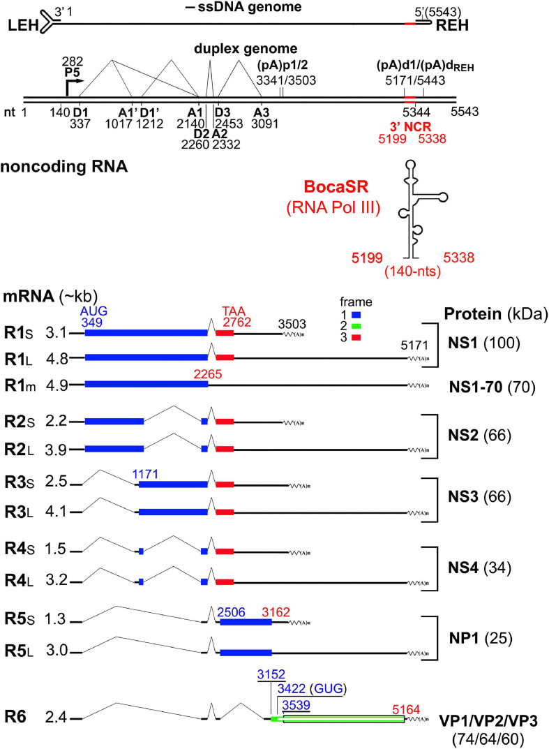 FIGURE 2