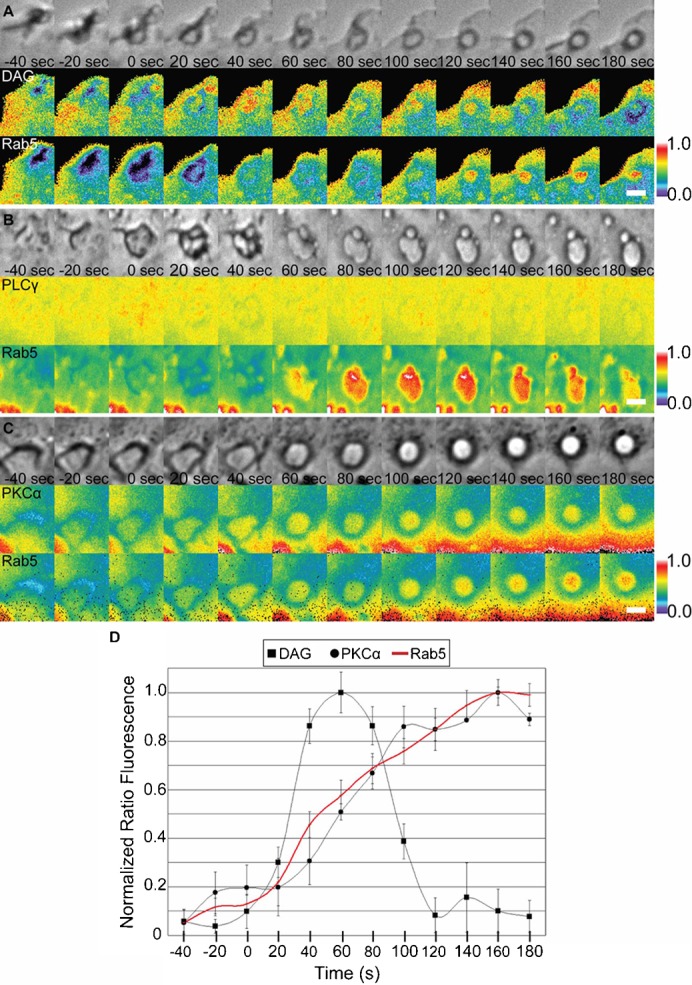 A growth factor signaling cascade confined to circular ruffles in ...