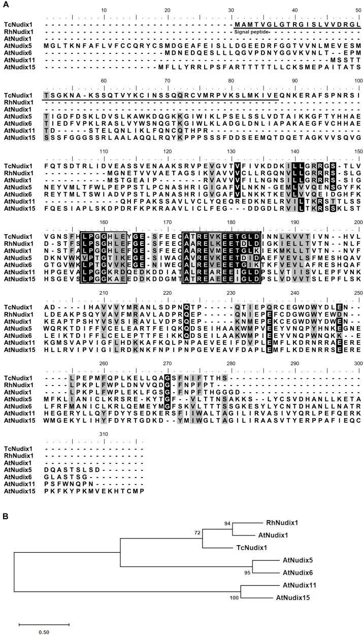 FIGURE 2