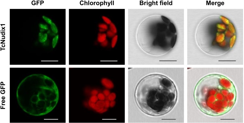 FIGURE 3