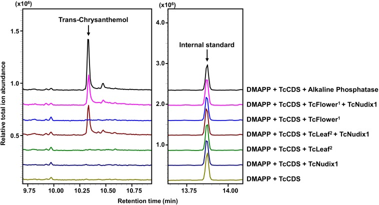 FIGURE 6