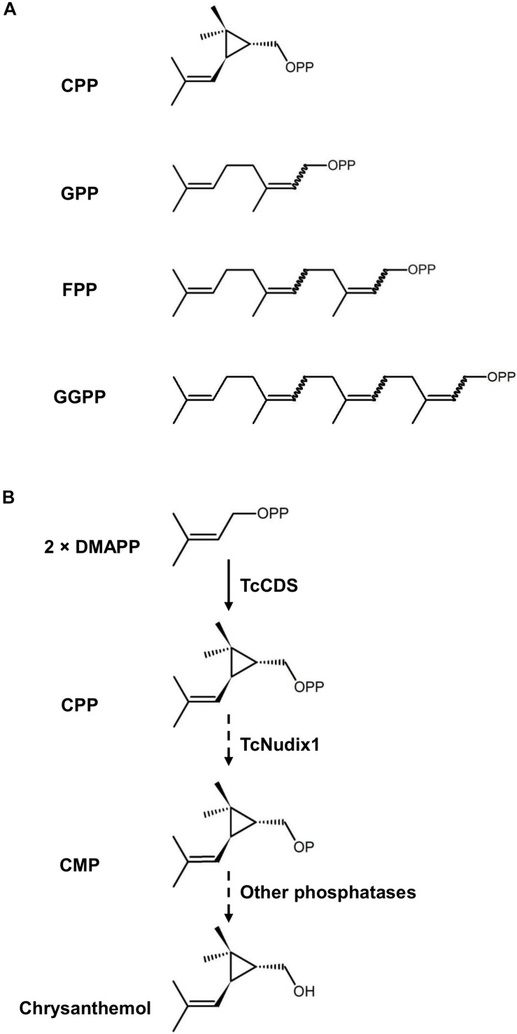 FIGURE 1