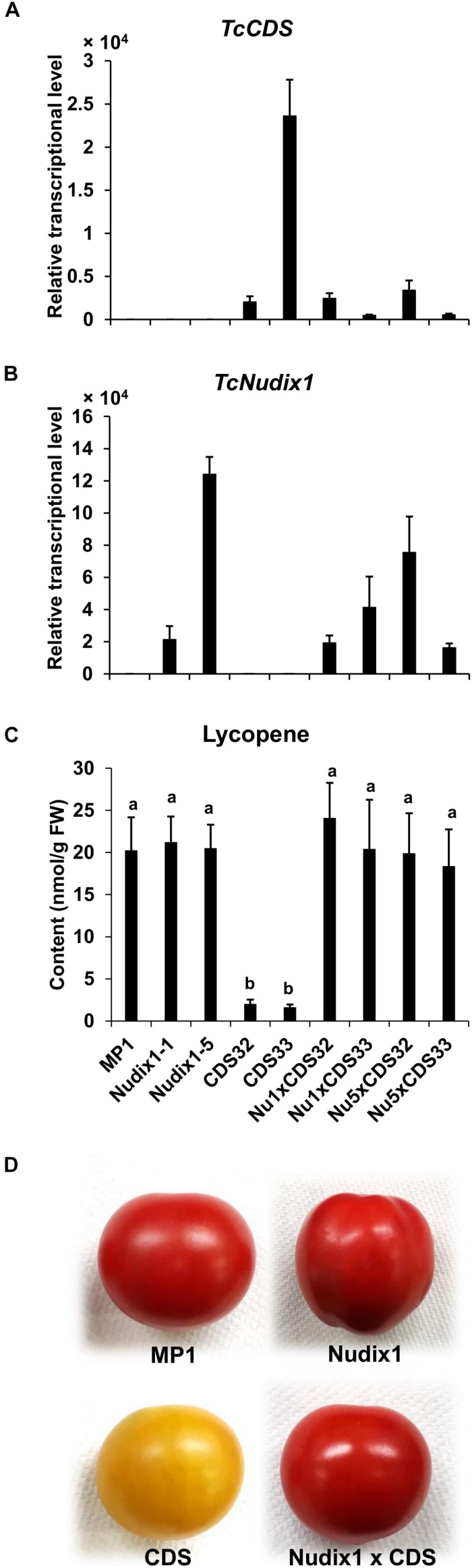 FIGURE 7