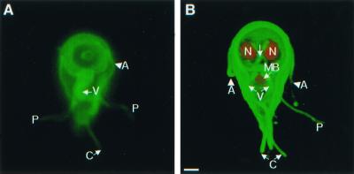 FIG. 1