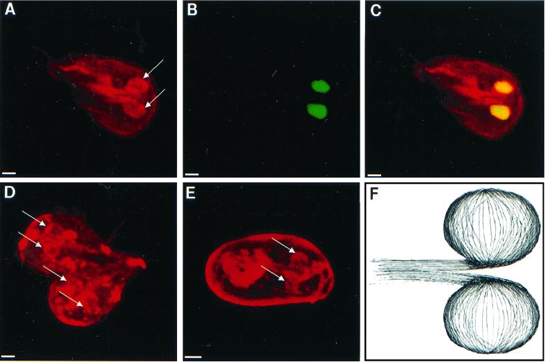 FIG. 6