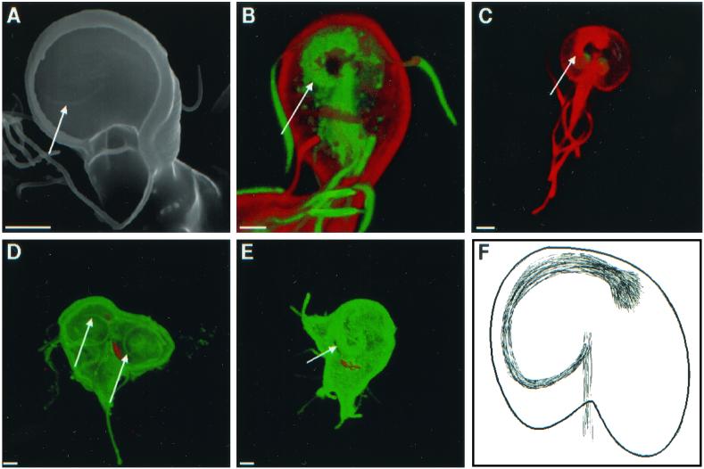 FIG. 7