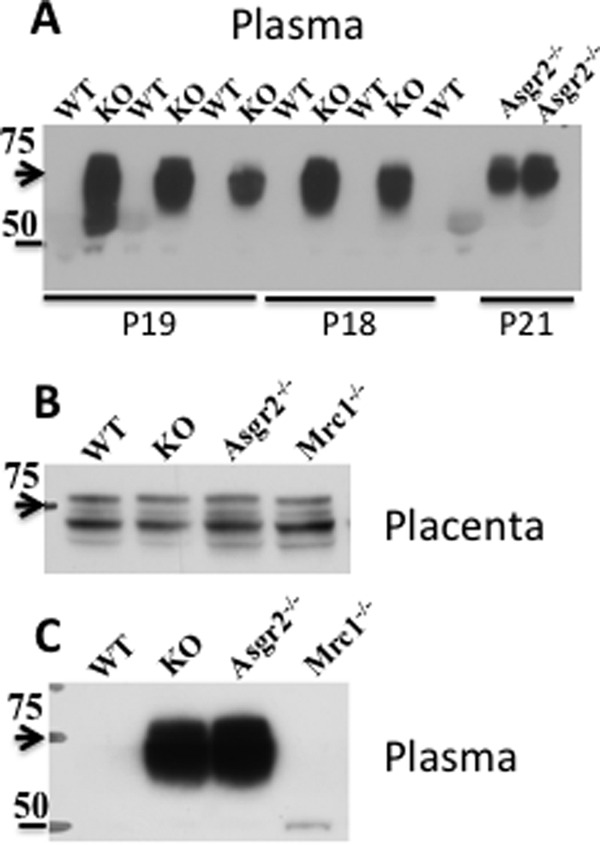 FIGURE 9.