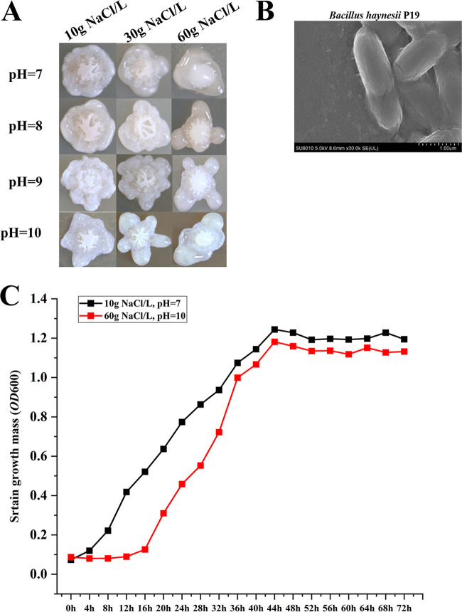 FIG 6