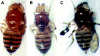 F<sc>igure</sc> 2.—