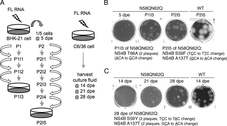 FIG 6