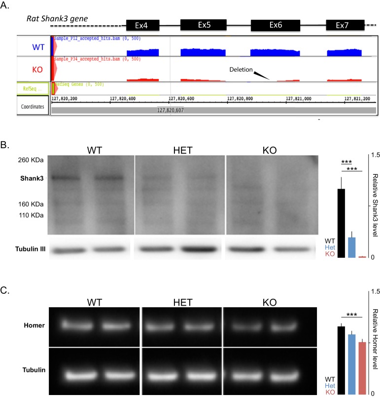 Figure 1—figure supplement 1.