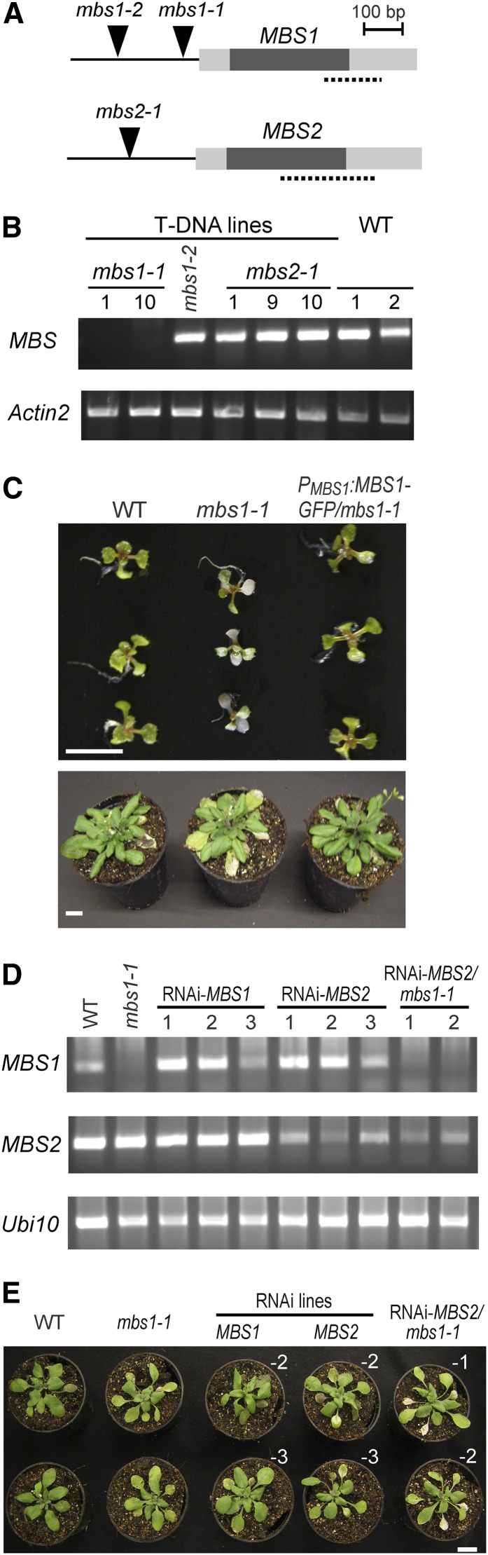 Figure 2.