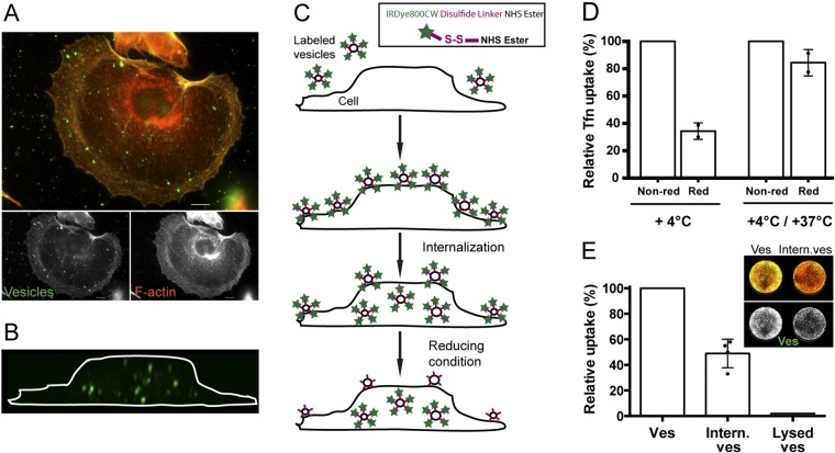 FIG 1 