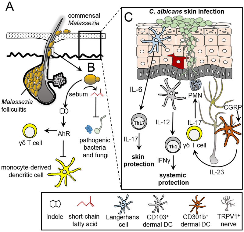 Immunity to Commensal Fungi: Detente and Disease - PMC