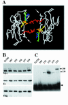 FIG. 1.