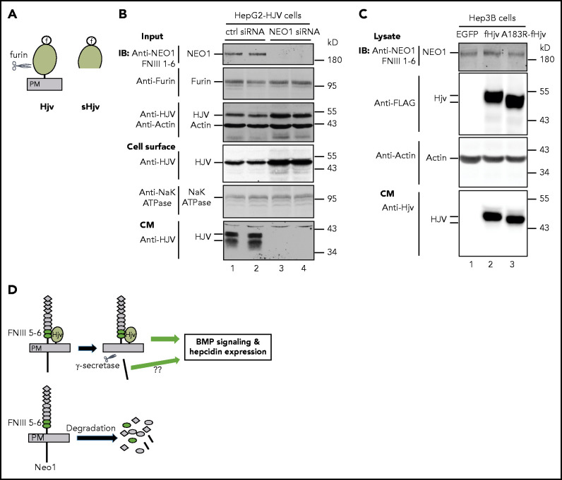 Figure 7.